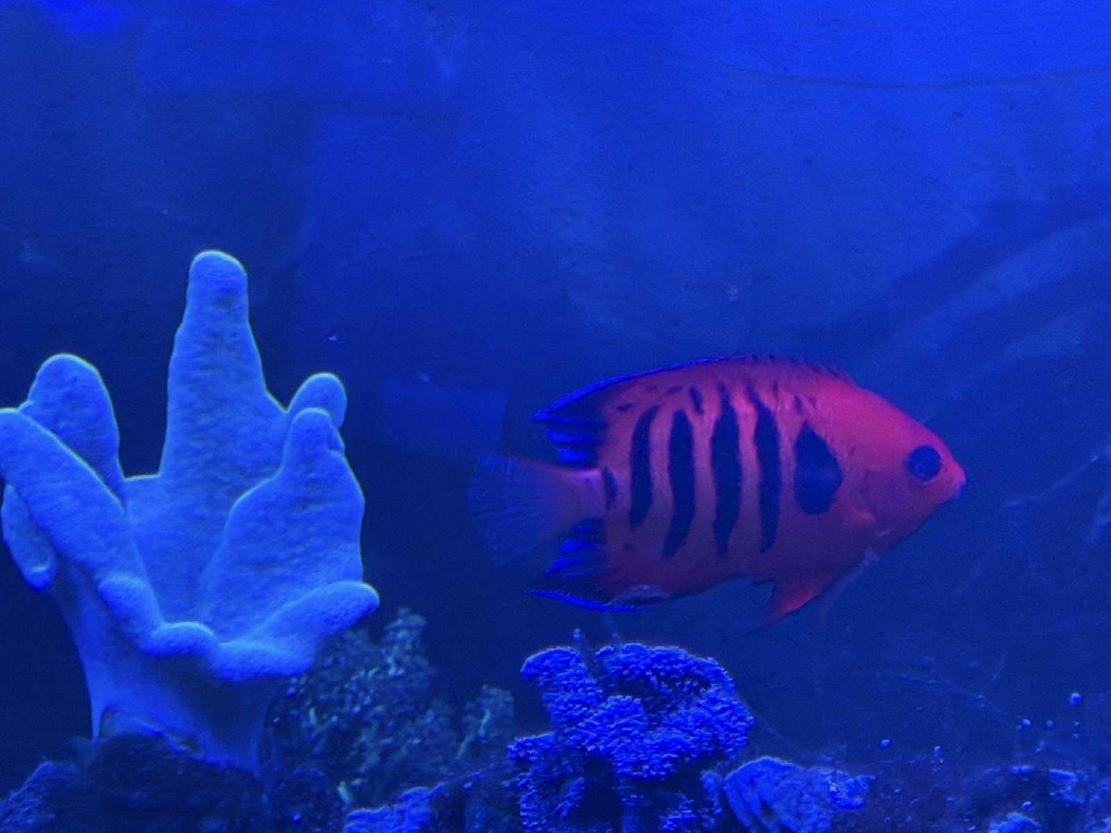 Flame Angelfish